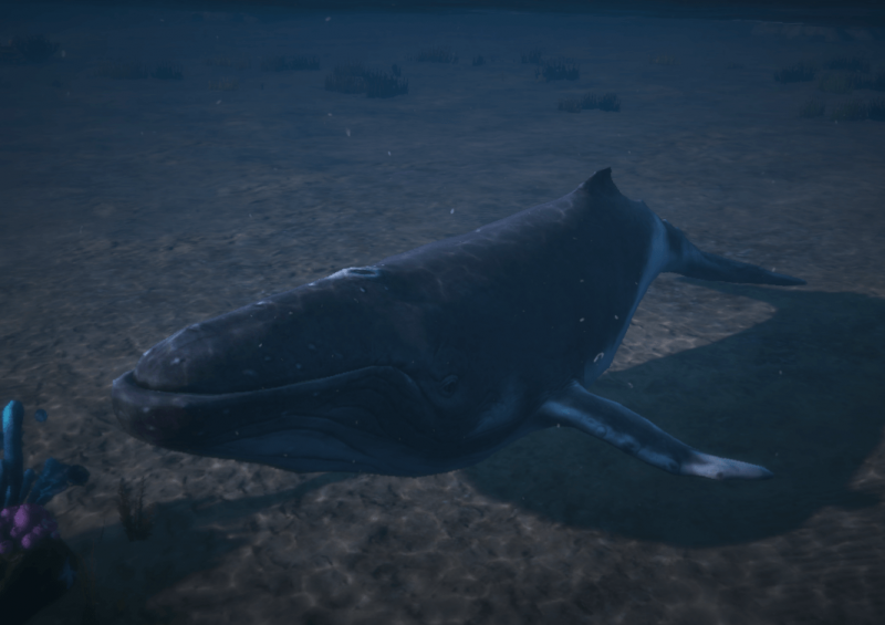 File:Humpback.png